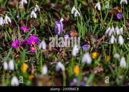 Primrose, gocce di neve e cocchi indicano la primavera come primi fiorini tra gli arbusti Foto Stock