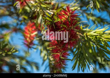 Stabilimento di bottlebrush a Palm Springs, California Foto Stock