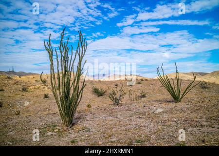 Un Ocotillo gambi spinosi a Palm Springs, California Foto Stock