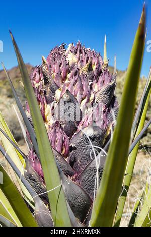 Fiore germoglio del Mojave yucca o pugnale spagnolo (Yucca schidigera) nel deserto del Mojave, California, USA Foto Stock