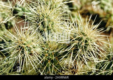 Primo piano di lunghe, bianche e molto affilate spine di cactus. Foto Stock