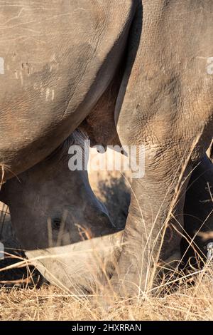 Vitello bianco Rhino succhiare, Sudafrica Foto Stock