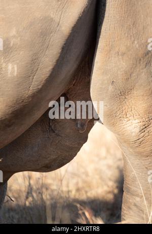 Vitello bianco Rhino succhiare, Sudafrica Foto Stock