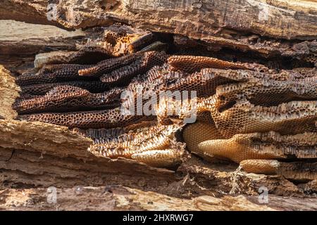 Nido d'ape di miele selvatico che mostra la struttura a nido d'ape (apehive naturale di Apis mellifera) in un albero cavo di quercia, Regno Unito Foto Stock