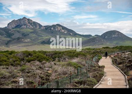 Boy Walking the El Moro Elfin Forest Boardwalk nell'entroterra con Hollister Peak in lontananza, di fronte a Morro Bay. Los Osos California. Foto Stock