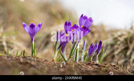 Molti zafferano che crescono da terra in estate in primo piano. Foto Stock