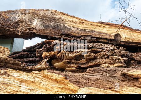 Nido d'ape di miele selvatico che mostra la struttura a nido d'ape (apehive naturale di Apis mellifera) in un albero cavo di quercia, Regno Unito Foto Stock