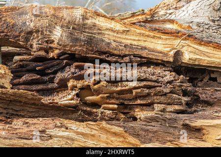 Nido d'ape di miele selvatico che mostra la struttura a nido d'ape (apehive naturale di Apis mellifera) in un albero cavo di quercia, Regno Unito Foto Stock