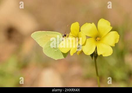 Cleopatra Butterfly nutrire su un fiore all'occhiello dell'isola di Minorca, Spagna. Foto Stock