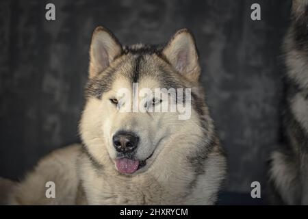 Adorabile Alaskan Malamute ragazza in posa a casa. Ritratto di cane di razza nordica. Foto Stock