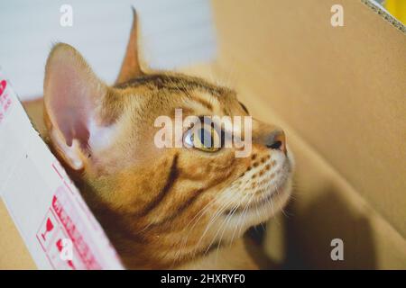 Primo piano di un bel gatto bengala seduto in una scatola di cartone animato all'interno della casa Foto Stock