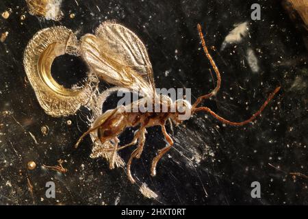 wasp (diapriidae) imprigionato in ambra baltica Foto Stock