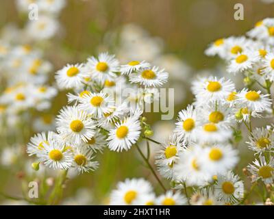 Fleabane fiorito, Erigeron annuus, primo piano Foto Stock