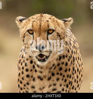 Messa a fuoco poco profonda primo piano di un ghepardo macchiato Foto Stock