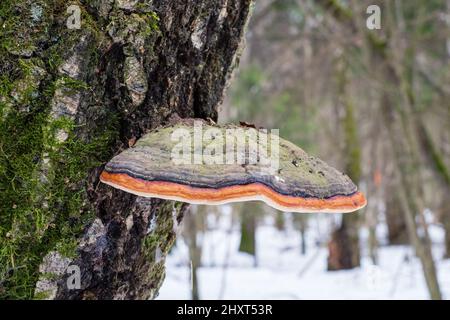 Fomitopsis pinicola, è un fungo di decadimento del gambo comune su alberi di legno tenero e di latifoglie. Il suo conca (corpo di frutta) è noto come il conca con cintura rossa. Foto Stock