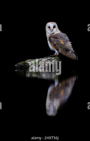 Barn Owl (Tito alba), Salamanca, Castilla y Leon, Spagna Foto Stock