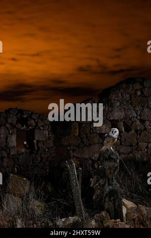 Barn Owl (Tito alba), Salamanca, Castilla y Leon, Spagna Foto Stock