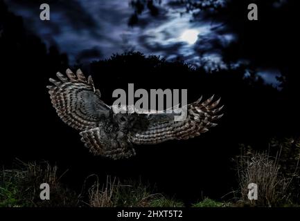 Ritratto drammatico di un Tawny Owl (Strix aluco) che vola di notte, Salamanca, Castilla y Leon, Spagna Foto Stock