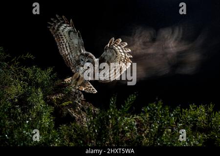 Ritratto drammatico di un Tawny Owl (Strix aluco) che vola di notte, Salamanca, Castilla y Leon, Spagna Foto Stock