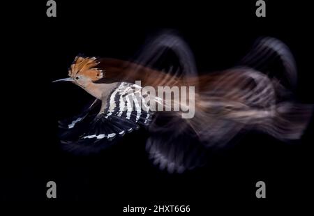 Hoopoe (Upupa epops) in volo, Salamanca, Castilla y Leon, Spagna Foto Stock