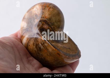 Primo piano della mano che tiene un fossile nautilus lucido isolato su sfondo bianco. Foto Stock