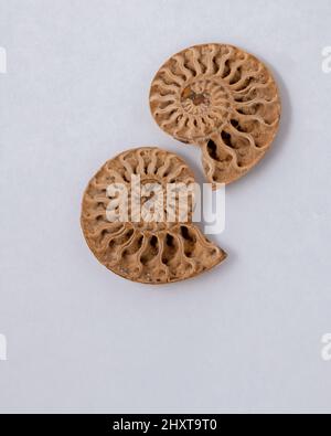 Primo piano verticale di coppia di fossili di Ammonite su sfondo bianco. Foto Stock