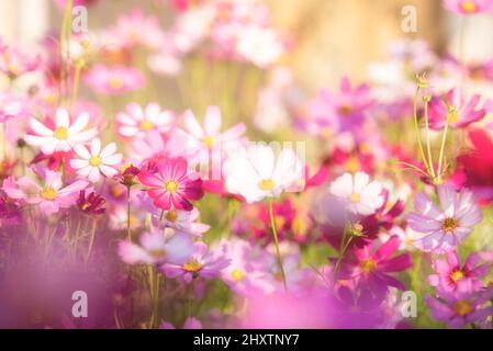 Cosmos fiori nel giardino con la luce del sole. Tono vintage Foto Stock