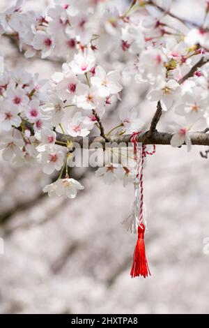 filo rosso e bianco conosciuto come martisor rumeno europa orientale prima di marzo tradizione appeso su un ramo di ciliegia fiore Foto Stock
