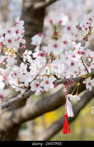 filo rosso e bianco conosciuto come martisor rumeno europa orientale prima di marzo tradizione appeso su un ramo di ciliegia fiore Foto Stock