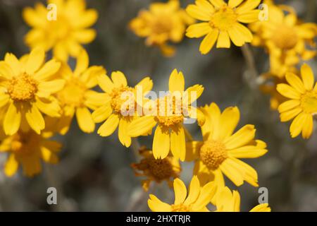 Fioritura gialla delle infiorescenze della testa di Aceraceae di Eriophyllum Lanatum, Asteraceae, pianta perenne autoctona dei Monti San Bernardino, estate. Foto Stock