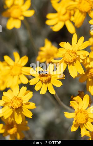 Fioritura gialla delle infiorescenze della testa di Aceraceae di Eriophyllum Lanatum, Asteraceae, pianta perenne autoctona dei Monti San Bernardino, estate. Foto Stock