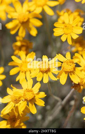 Fioritura gialla delle infiorescenze della testa di Aceraceae di Eriophyllum Lanatum, Asteraceae, pianta perenne autoctona dei Monti San Bernardino, estate. Foto Stock