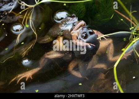 Stirling, Scozia, Regno Unito. 14th Mar, 2022. Una rana palla di accoppiamento in uno stagno in Stirling. Nella foto: Diversi maschi stanno cercando di accoppiarsi con una femmina. Purtroppo alcune femmine (la rana gialla/rosa al centro) periscono in questo periodo dell'anno. Credit: Kay Roxby/Alamy Live News Foto Stock