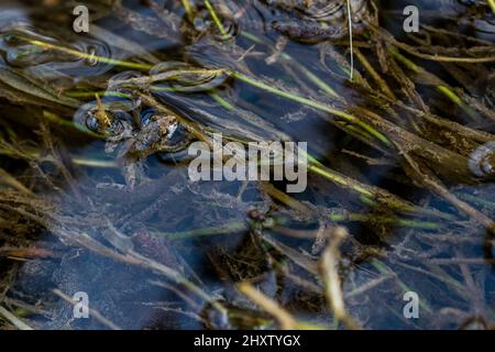 Una piccola rana o froglet, rana dipinta, Discoglossus pictus, appoggiata su piccoli pezzetti di erba. Foto Stock