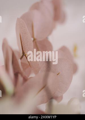 Messa a fuoco selettiva verticale di petali rosa magnolia, con sfondo rosa chiaro Foto Stock