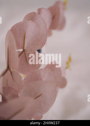 Messa a fuoco selettiva verticale di petali rosa magnolia, con sfondo rosa chiaro Foto Stock