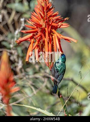 L'uccello della Palestina (Cinnyris osea), maschio, che si nutrono di fiori rossi, Israele. Palestinese girasole differenza fioritura aloe vera Foto Stock