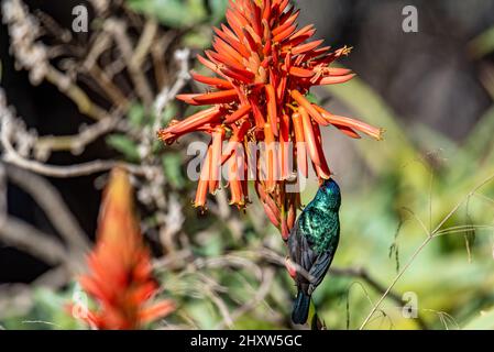 L'uccello della Palestina (Cinnyris osea), maschio, che si nutrono di fiori rossi, Israele. Palestinese girasole differenza fioritura aloe vera Foto Stock