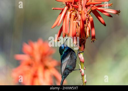 L'uccello della Palestina (Cinnyris osea), maschio, che si nutrono di fiori rossi, Israele. Palestinese girasole differenza fioritura aloe vera Foto Stock