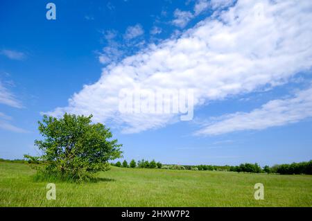 Un albero verde su un campo verde con cielo blu e nuvoloso. Foto Stock