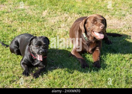American pit bull Terrier e un labrador Retriever in una prateria Foto Stock