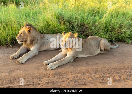 leone e leonessa giacenti su una strada di ghiaia nel Parco Kruger in Sudafrica. Behing loro è erba spessa della savana. Foto Stock