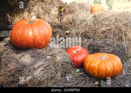 Tre zucche di colori diversi giacciono sul fieno secco. Halloween celebrazione concetto. Foto Stock