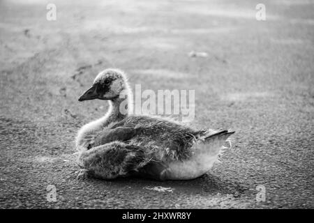 Colpo bianco e nero di un po' d'oca in un parco Foto Stock