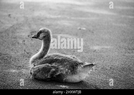 Colpo bianco e nero di un po' d'oca in un parco Foto Stock