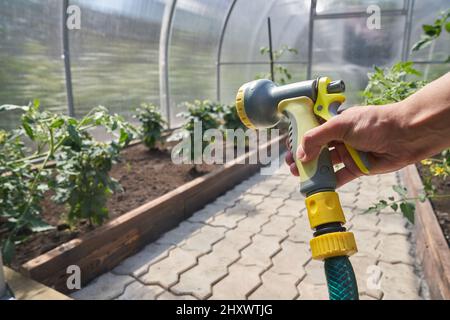 Primo piano di una mano dell'uomo che tiene un tubo per innaffiare le piante in una serra. Concetto di giardinaggio. Foto di alta qualità Foto Stock