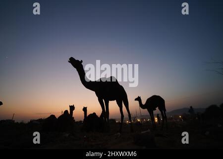 Primo piano della silhouette dei cammelli al tramonto Foto Stock