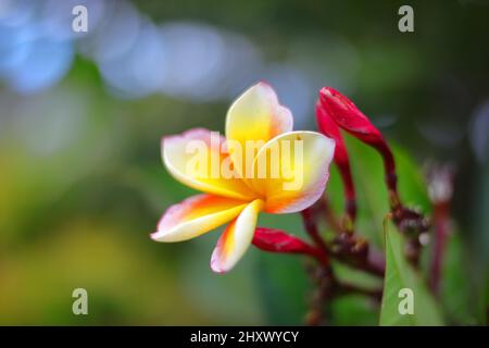 Primo piano di un fiore di Plumeria tricolore (Frangipani) e le sue boccioli chiusi Foto Stock