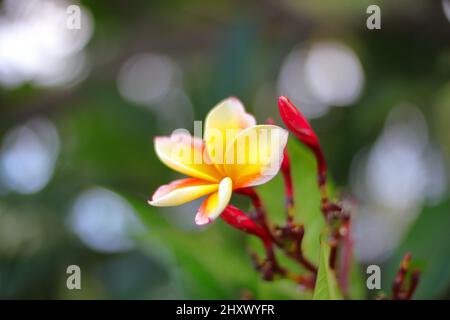 Primo piano di un fiore di Plumeria tricolore (Frangipani) e le sue boccioli chiusi Foto Stock