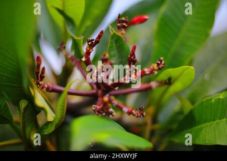 Primo piano di boccioli di Plumeria (Frangipani) in fiore Foto Stock